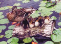 Mallard Ducks, Dutch Lake Resort, Clearwater, BC, Canada