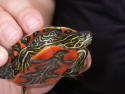 Painted Turtle in Dutch Lake, Clearwater, BC, Canada